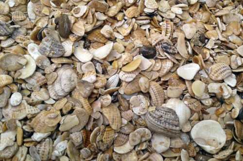 Морская ракушка фр. 5-20 мм  купить с доставкой в Санкт-Петербургу фото 