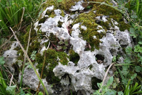  Выветренный известняк со мхом фр. 100-500 мм.  купить в Санкт-Петербурге известняк серый белый зеленый валун известняковый крупный 7 500 руб/т   фото 