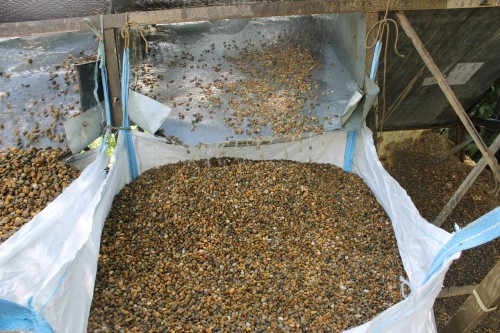  Галька окат (серо-желтая) фр.10-20 мм. купить   в Санкт-Петербурге галька серо-желтая, рыжая, серый речная окатанная округлая галька 4000 руб/т   фото 