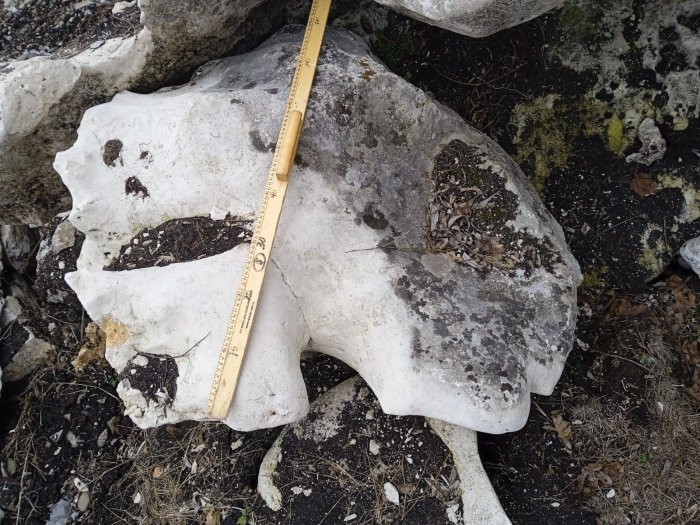 Выветренный известняк со мхом фр. 100-500 мм.  купить в Санкт-Петербурге известняк серый белый зеленый валун известняковый крупный 7 500 руб/т   фото 