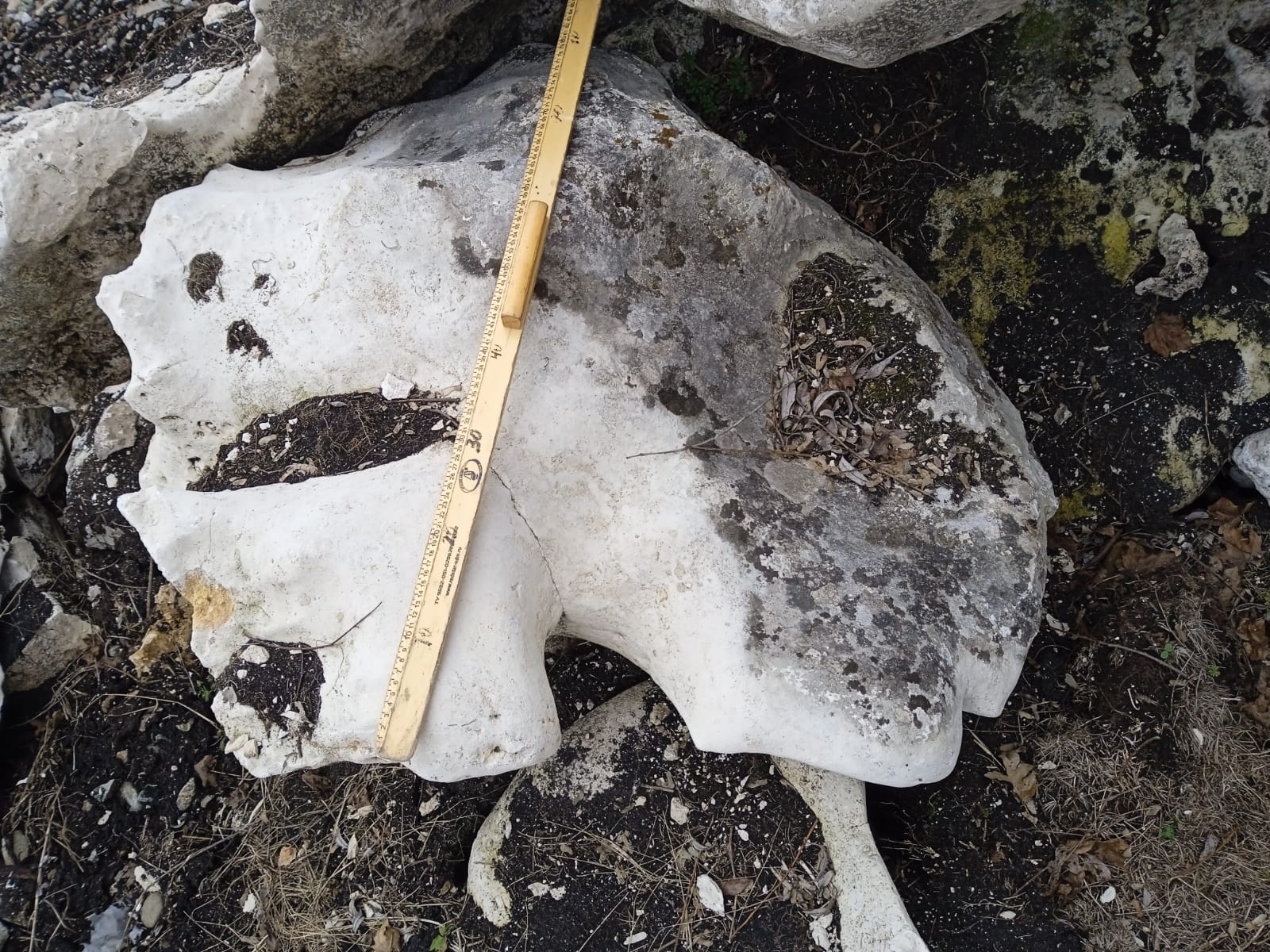  Выветренный известняк со мхом фр. 100-500 мм.  купить в Санкт-Петербурге известняк серый белый зеленый валун известняковый крупный 7 500 руб/т   фото 