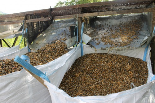  Галька окат (серо-желтая) фр.10-20 мм. купить   в Санкт-Петербурге галька серо-желтая, рыжая, серый речная окатанная округлая галька 4000 руб/т   фото 